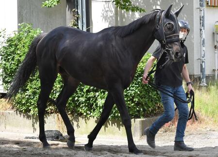 【ヴィクトリアＭ】稍重でもレコードの出る馬場　好配の使者は内枠の人気薄
