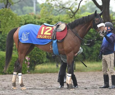 【京都＆東京の危険な人気馬】ステレンボッシュ　東京１１Ｒ・ヴィクトリアＭ