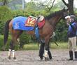 【京都＆東京の危険な人気馬】ステレンボッシュ　東京１１Ｒ・ヴィクトリアＭ