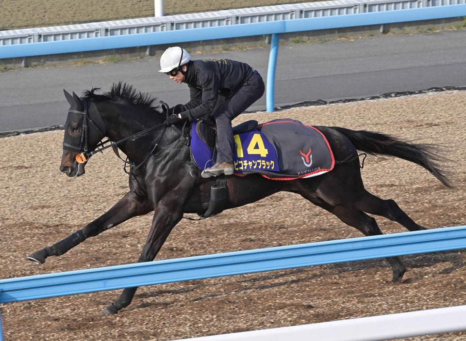 　ピコチャンブラック