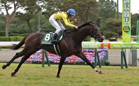 　まんまと逃げ切ったシリウスコルト（撮影・持木克友）