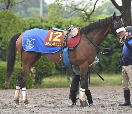 　ステレンボッシュ