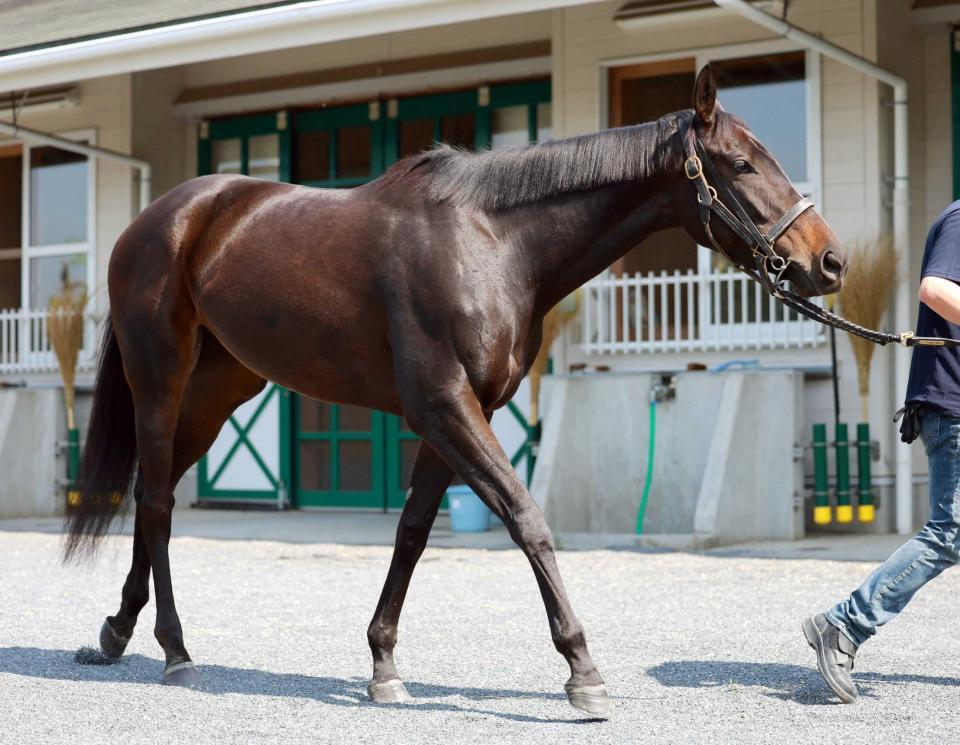 　データ班がイチ推しするアルマヴェローチェ