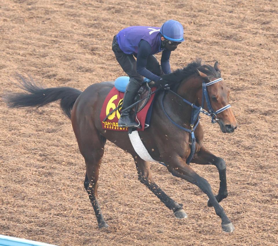 　美浦Ｗで好気配を示したブラウンラチェット