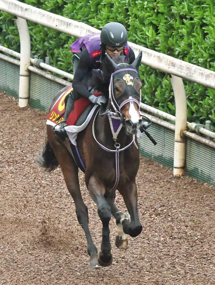 　大きなストライドで真っすぐに登坂したリンクスティップ（撮影・石井剣太郎）