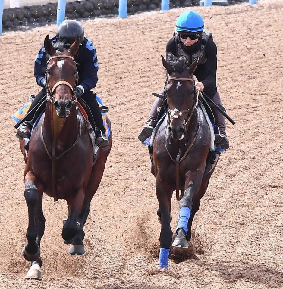 　併せ馬で調整するファイアンクランツ（右）