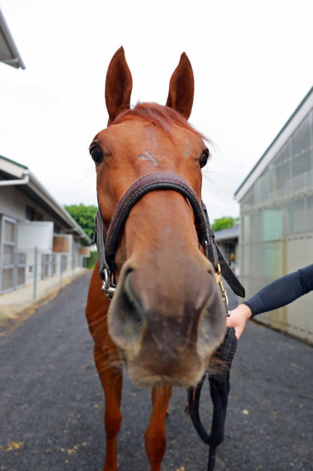 　カメラに接近するタガノアビー（撮影・石湯恒介）
