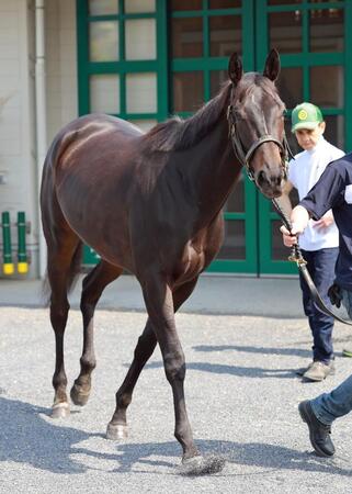 【オークス】アルマヴェローチェ　仕上げに自信　上村師「勝つ力はあるからどう乗るかだけ」