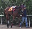 【京都＆東京の危険な人気馬】エンブロイダリー　東京１１Ｒ・オークス