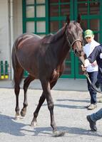 　オークスでの巻き返しが期待されるアルマヴェローチェ