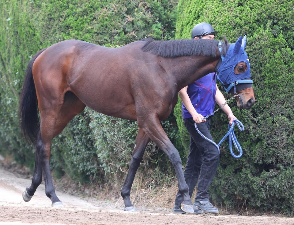 　ブラウンラチェット