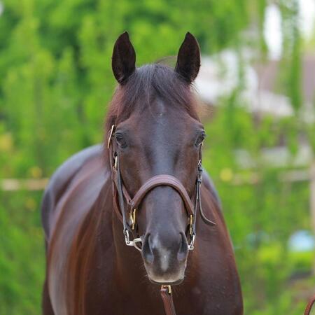 【日本ダービー】クロワデュノール充実感　５０４キロの馬体も好仕上がり　斉藤崇師「中身が詰まって成長しています」
