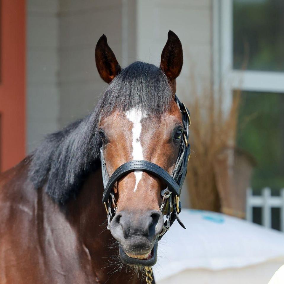 　サトノシャイニング＝栗東トレセン（撮影・石湯恒介）