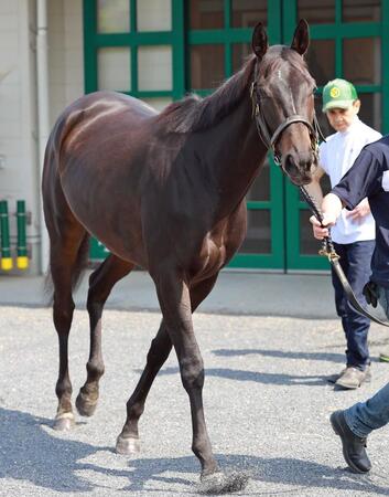 ２歳女王アルマヴェローチェが右前脚の第１指骨剝離骨折　上村師「レース中だと思う。秋華賞を目指したい」