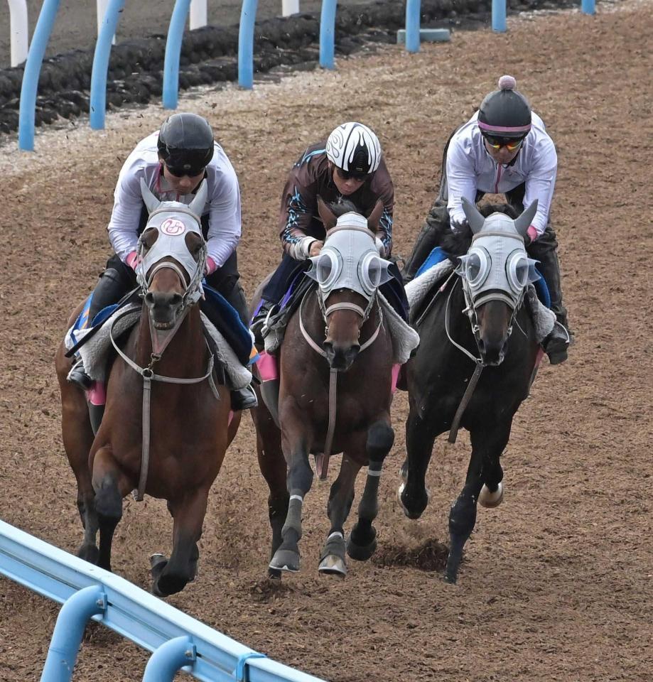 　３頭併せで順調な仕上がりを見せたファンダム（中央）＝撮影・持木克友