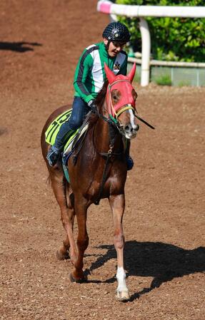 【ＰＯＧ】阪神１週目のデビュー馬をご紹介（栗東発）