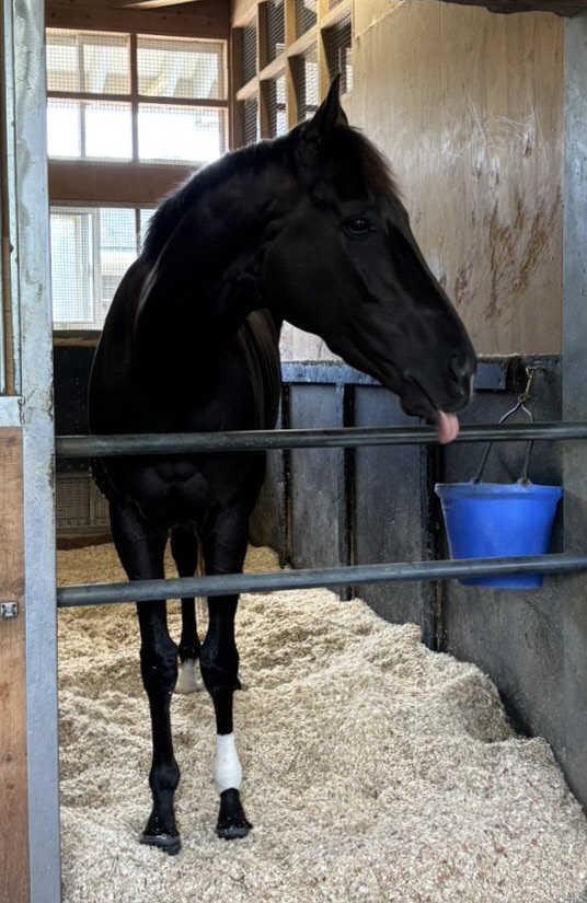 　馬房で元気な姿を見せるクロワデュノール