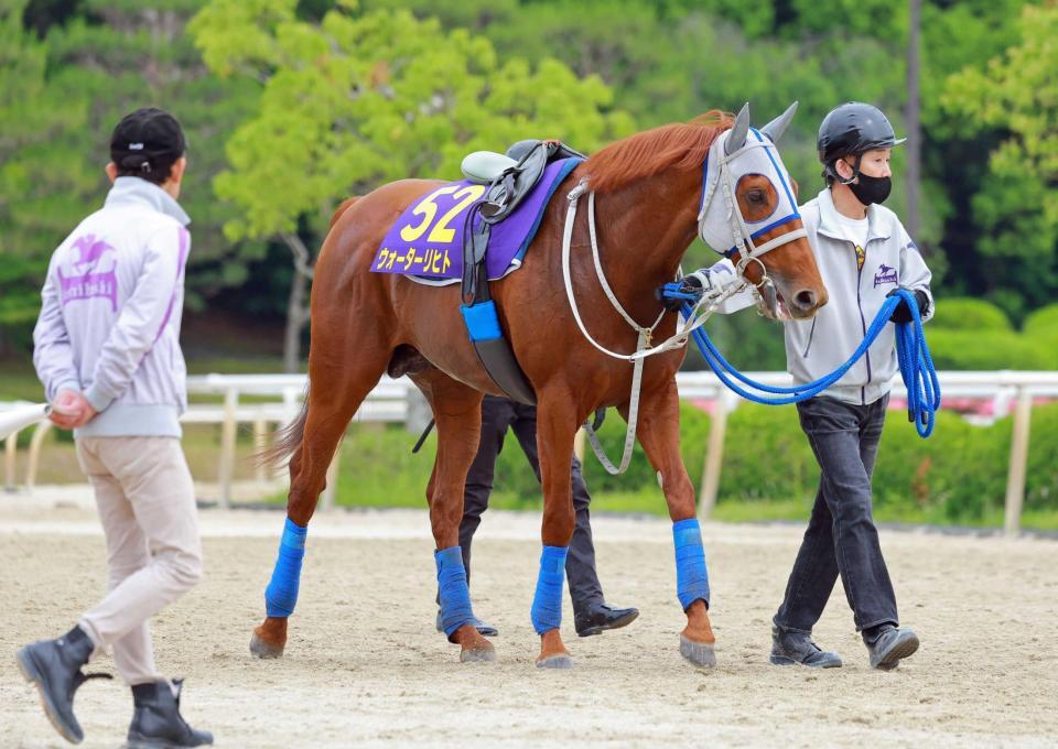 　“待兼”の血を受け継ぐウォーターリヒト