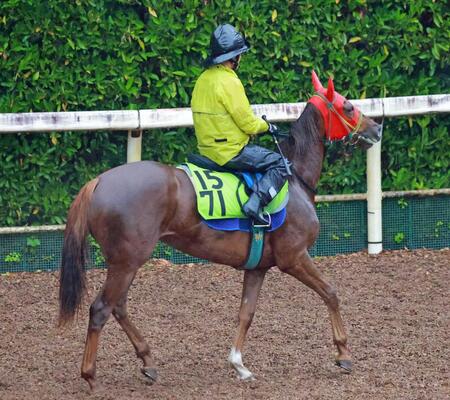 【新馬戦】トライアンフパス　厩舎ゆかりの血「初戦から動ける」