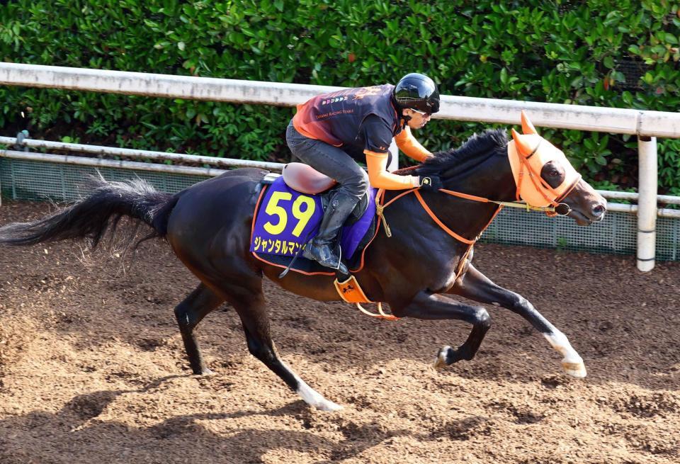 　豪快なアクションで栗東坂路を駆け上がるジャンタルマンタル（撮影・山口登）