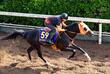 【阪神＆東京の危険な人気馬】ジャンタルマンタル　東京１１Ｒ・安田記念