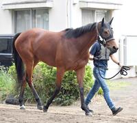 　牡馬撃破を狙う紅一点ブレイディヴェーグ