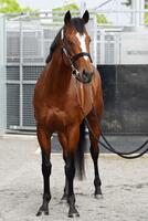 　道悪決戦なら期待度大幅アップのメイショウタバル