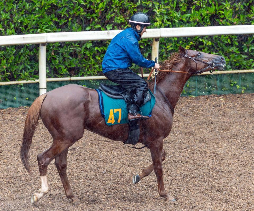 　初陣に向けて坂路で調整するサレジオ（撮影・石湯恒介）
