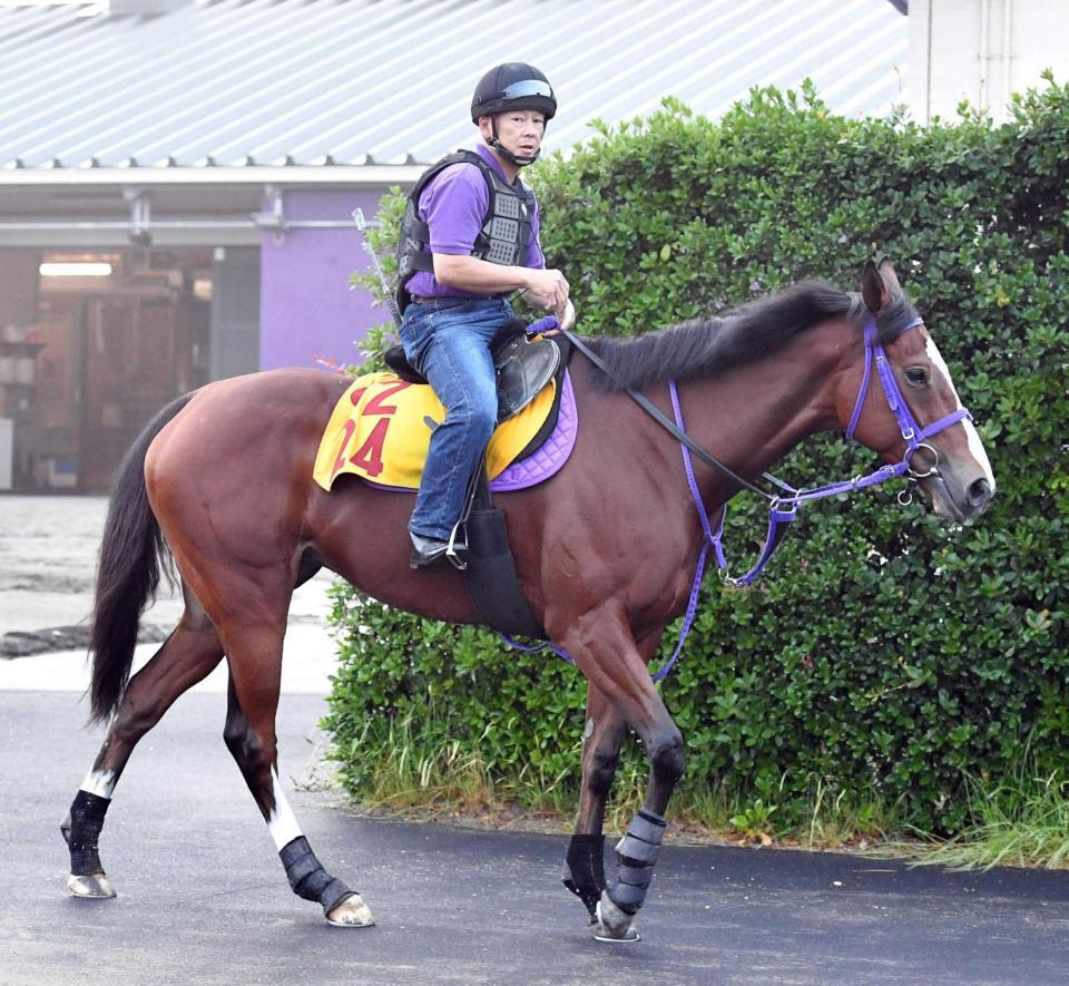 　函館を得意とするモリノドリーム