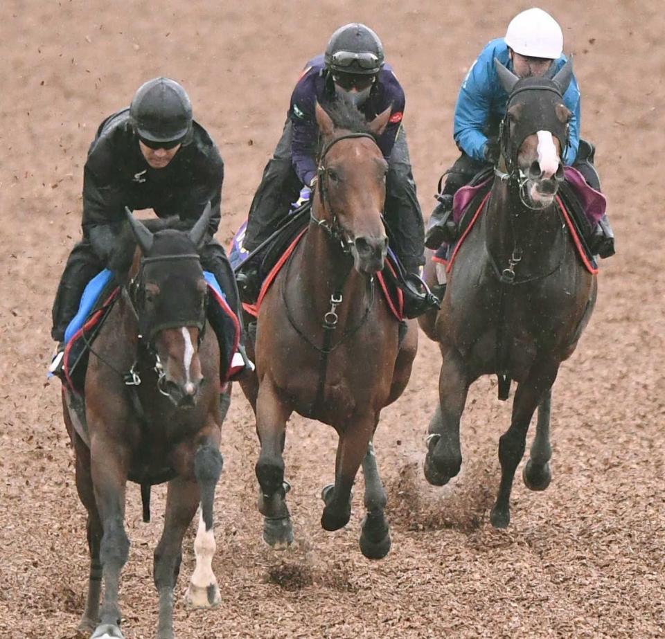 　３頭併せで順調な仕上がりを示したレガレイラ（中央）＝撮影・園田高夫