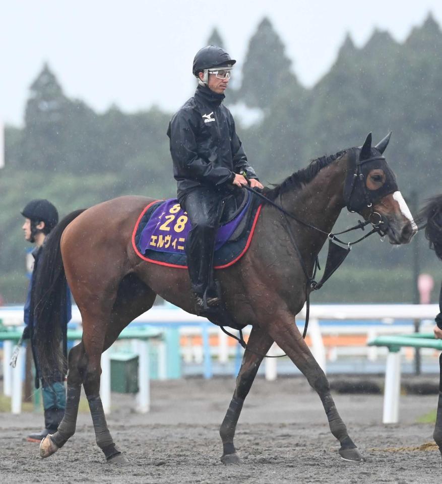 　久々のマイルでも主役は譲れないチェルヴィニア