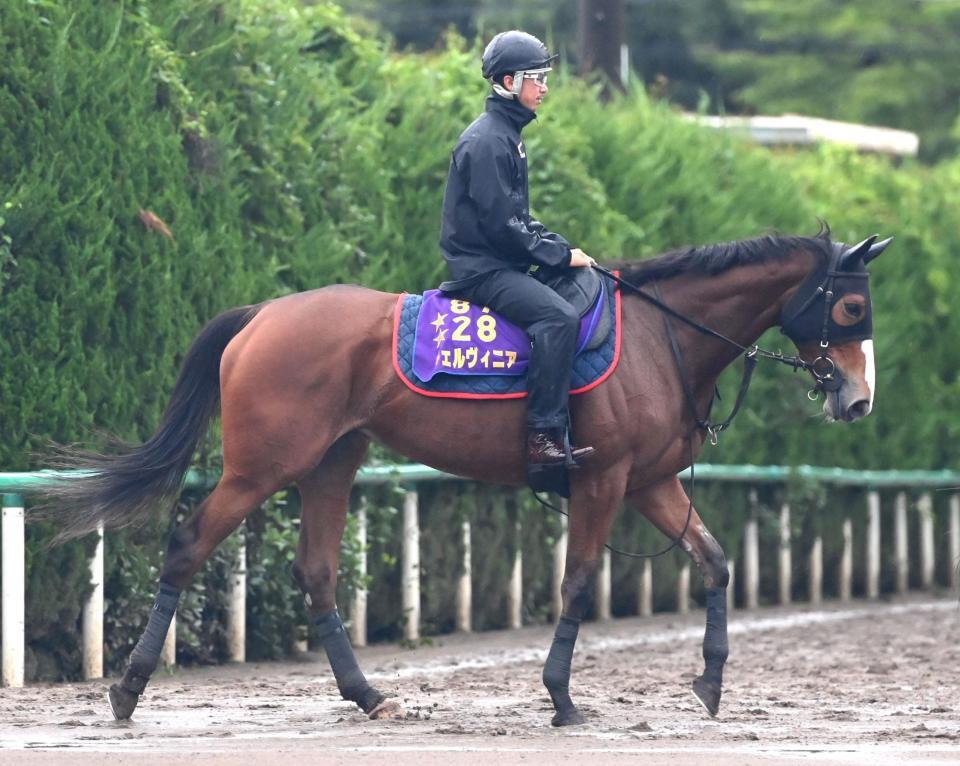 　チェルヴィニア