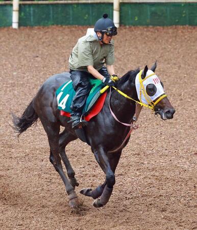 　栗東坂路を元気に駆け上がるカラクニダケ（撮影・石湯恒介）