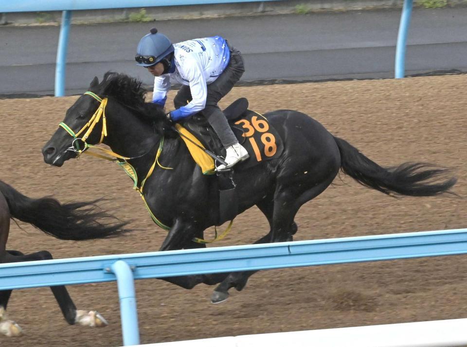 　松岡を背に好仕上がりを見せたフクノブルーレイク（撮影・持木克友）