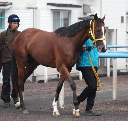 　運動する宮本厩舎のセイウンダイフク