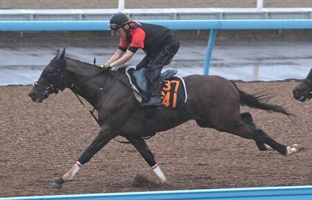 　美浦Ｗで力強い動きを見せたモティスフォント（撮影・持木克友）