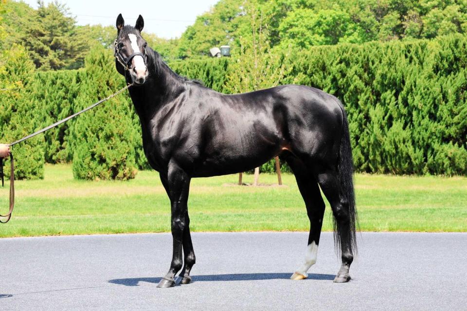 イクイノックスまとめ売り イクイノックスは種牡馬でも優等生 産駒が今夏セレクトセールで初披露