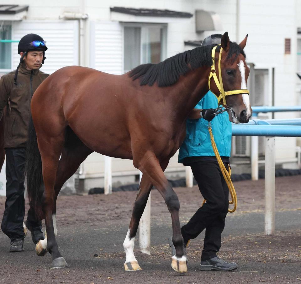 　運動する宮本厩舎のセイウンダイフク