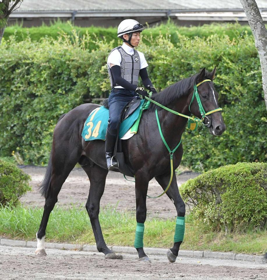 　デビュー戦に向け調整されるジーネキング