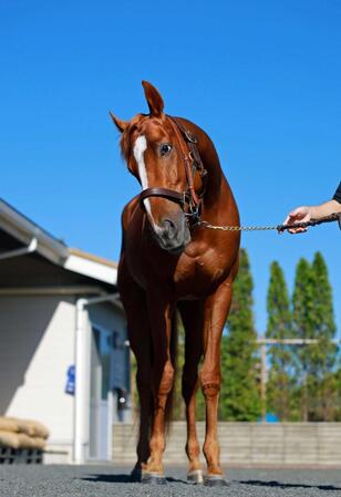 　ビザンチンドリーム
