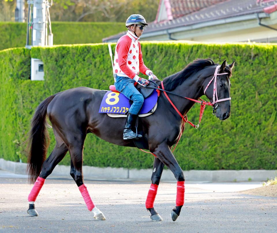 　ハヤテノフクノスケ