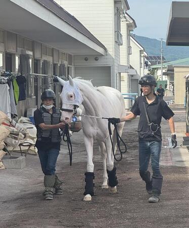 　２５日、デビューに向けて函館に入厩したマルガ