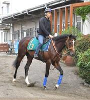 　牝馬１位のドリームコア