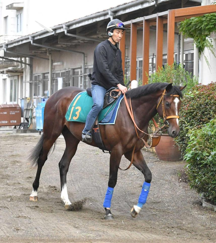 　牝馬１位のドリームコア