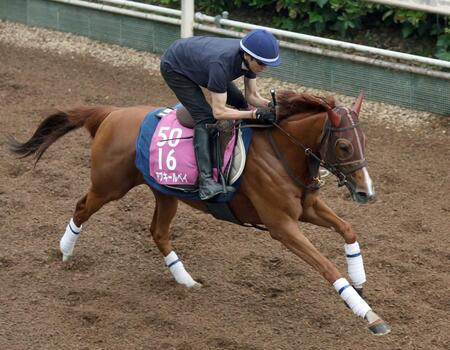 　軽快に栗東坂路を駆け上がったアブキールベイ（撮影・中田匡峻）