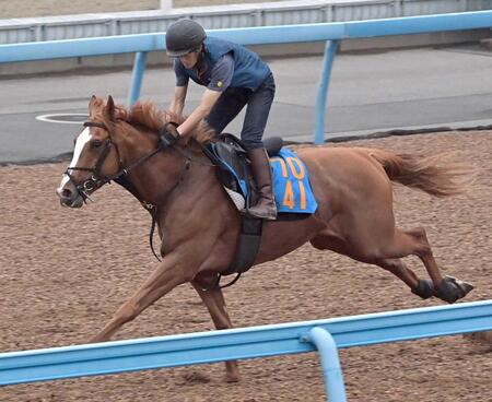 　美浦Ｗで軽快にラップを刻んだジョージテソーロ（撮影・持木克友）