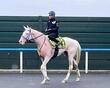 白毛馬マルガ　武豊と初コンタクト　Ｇ１・３勝馬ソダシ半妹が１２日函館で初陣