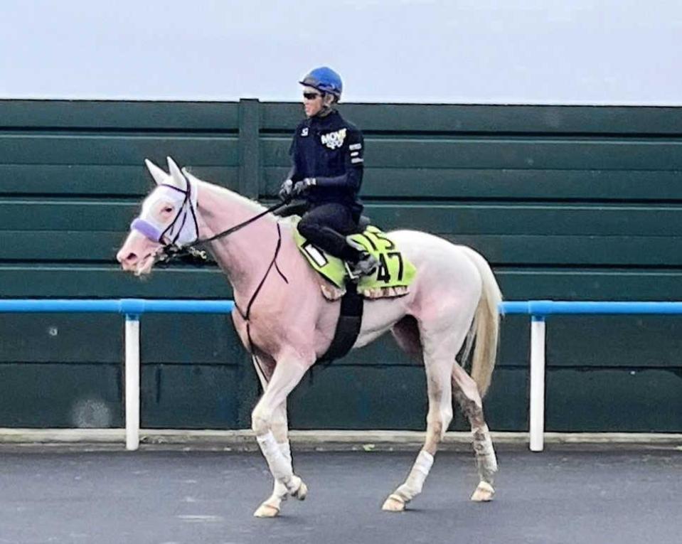 　初コンタクトを終え、引き揚げてきたマルガと武豊＝函館競馬場