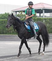 　前走Ｖの勢いのまま重賞制覇を目指すオタルエバー（撮影・中田匡峻）