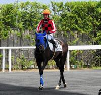 　福島５Ｒに馬番７で出走したブライスフェアリー